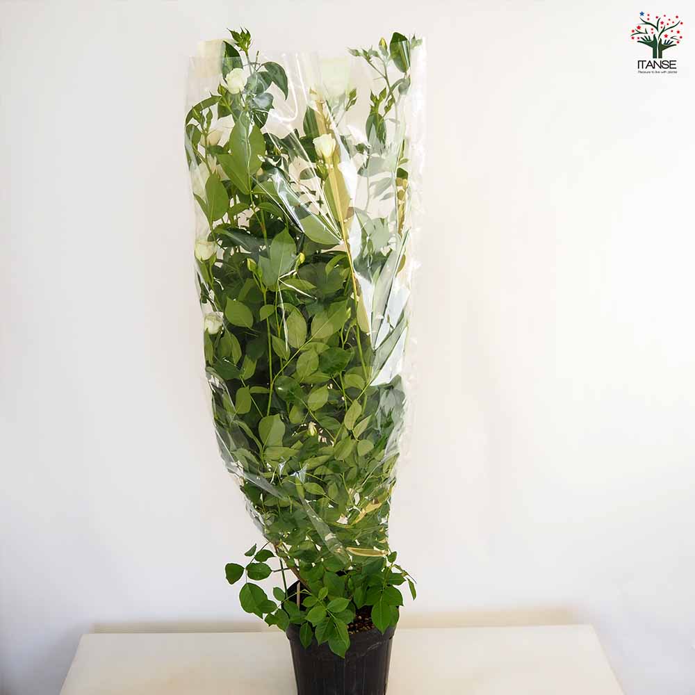 つる薔薇 アイスバーグ 行灯仕立 【花木苗 8号／1個売り】｜ 【植物の