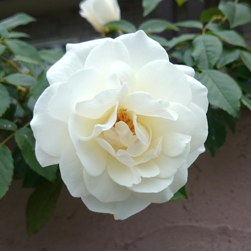 つる薔薇 アイスバーグ 行灯仕立 【花木苗 8号／1個売り】｜ 【植物の