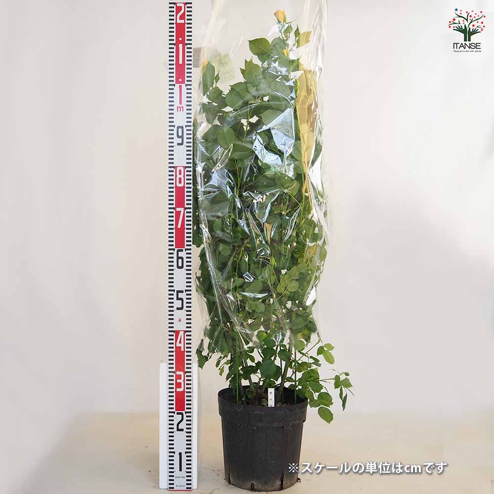 つる薔薇 サハラ 行灯仕立 【花木苗 8号／1個売り】｜ 【植物の