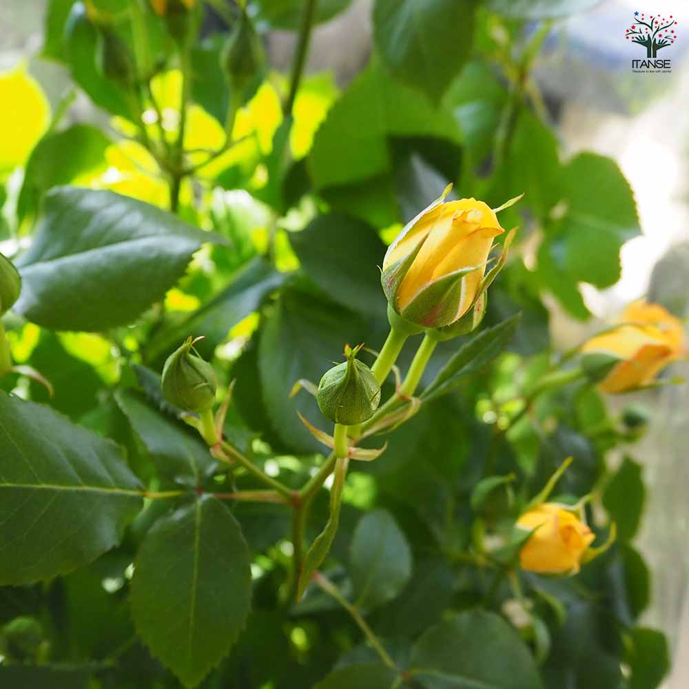 つる薔薇 サハラ 行灯仕立 【花木苗 8号／1個売り】｜ 【植物の