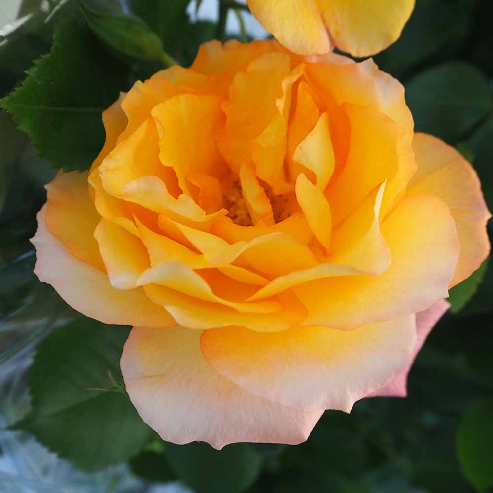 つる薔薇 サハラ 行灯仕立 【花木苗 8号／1個売り】