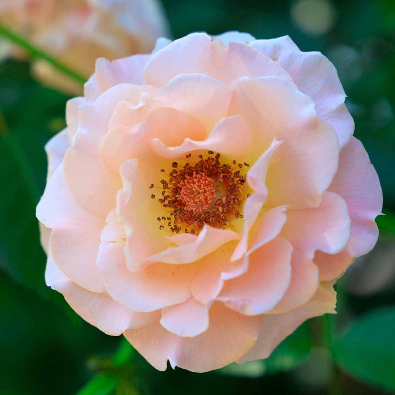 返り咲き性つる薔薇 ロココ【花苗 5号角鉢新苗／1個売り】｜ 【植物の