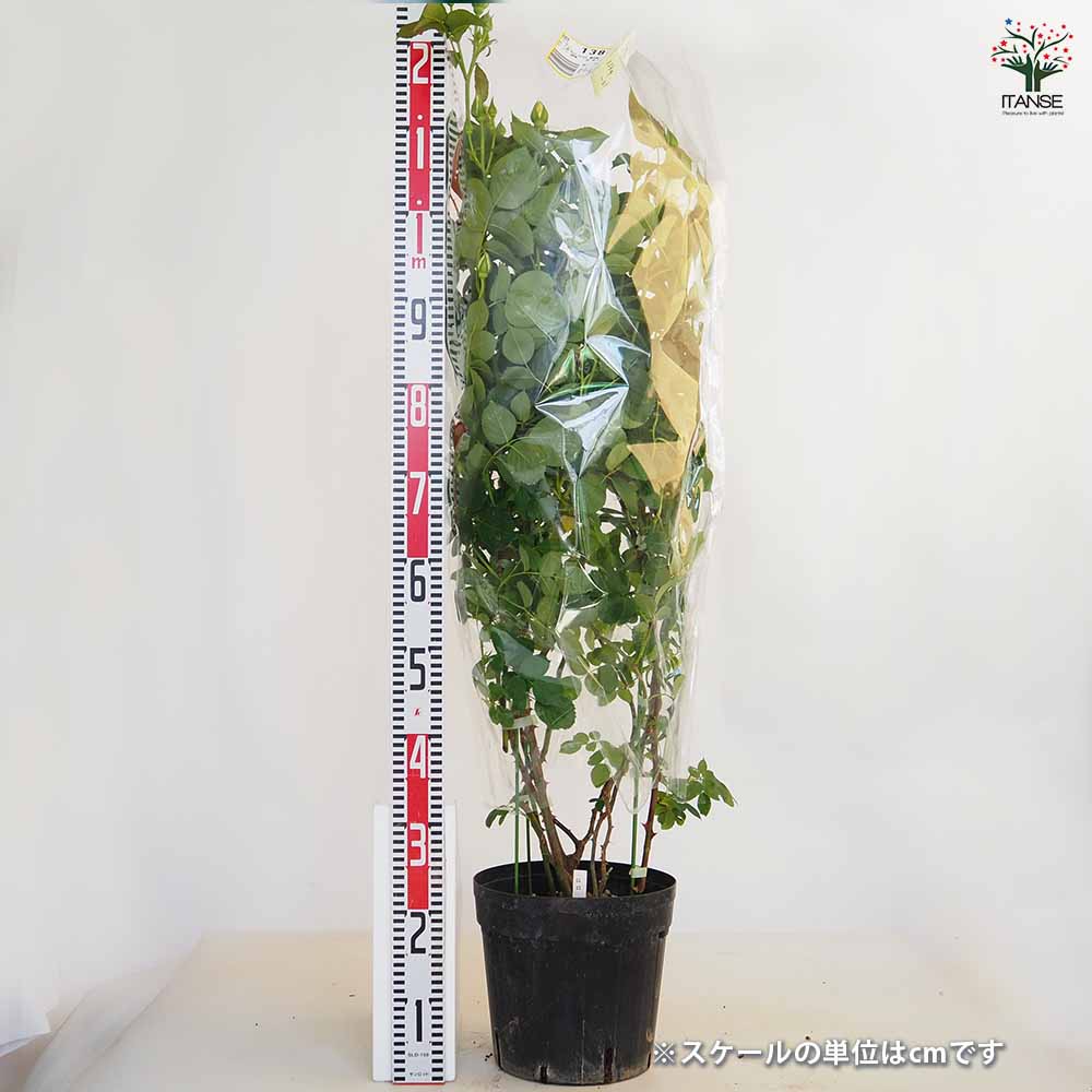 つる薔薇 ロココ 行灯仕立 【花木苗 8号／1個売り】｜ 【植物の