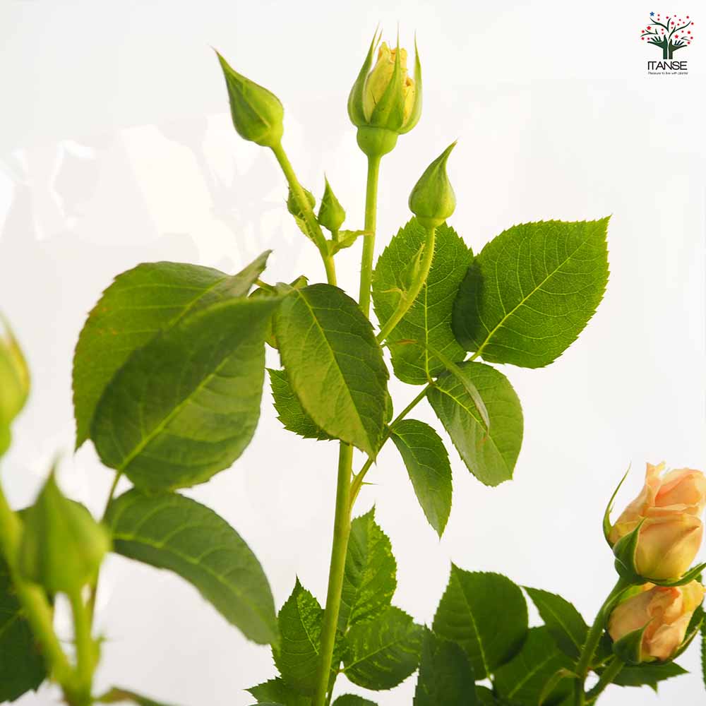 つる薔薇 ロココ 行灯仕立 【花木苗 8号／1個売り】｜ 【植物の