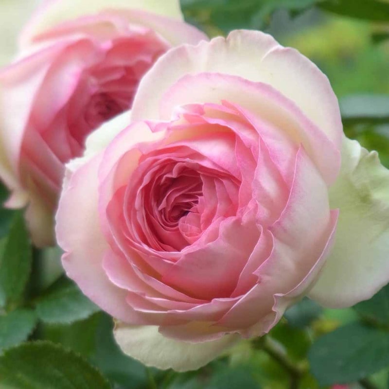 薔薇 つるバラ ピエールドロンサール【花苗 6号ポット】｜ 【植物の