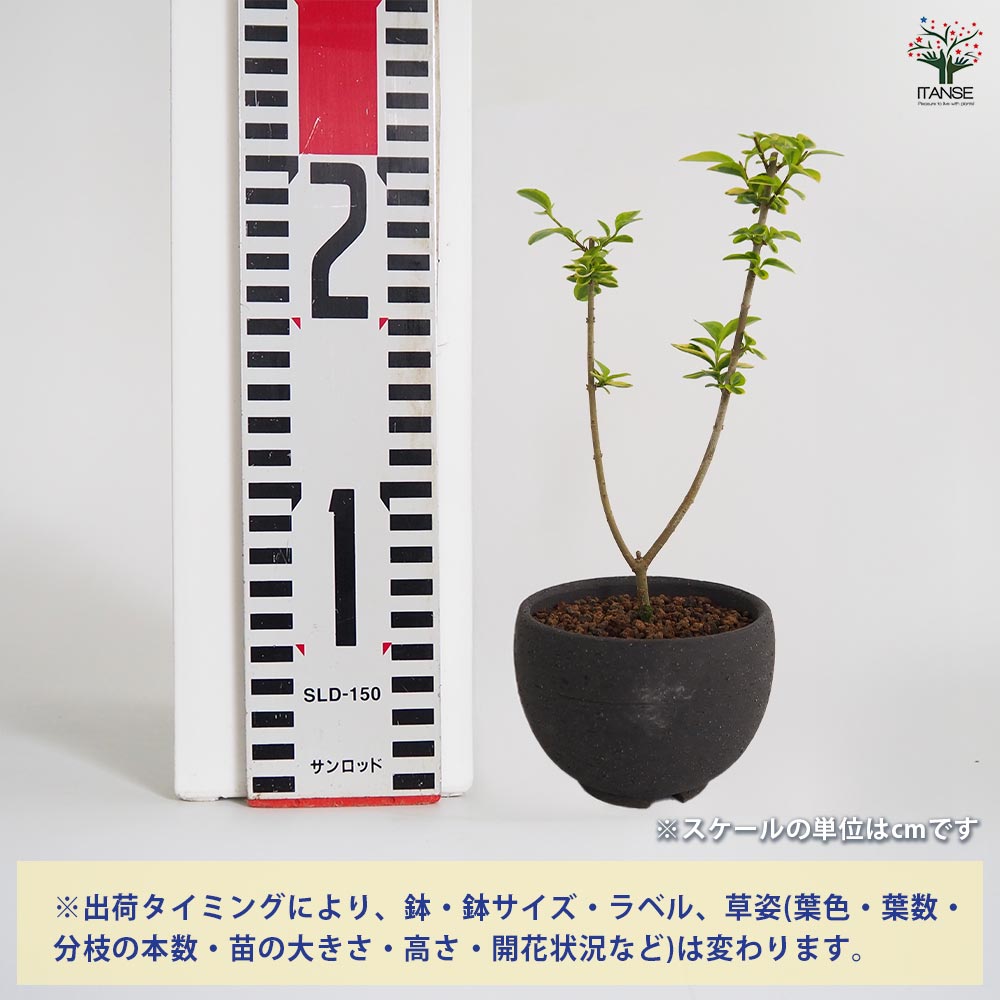 斑入イボタ お椀鉢 【盆栽 4号／1個売り】｜ 【植物のITANSE