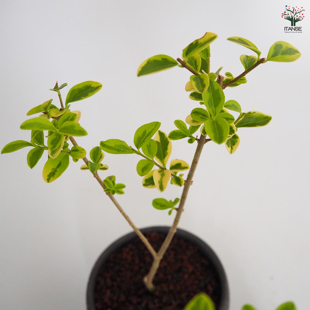 斑入イボタ お椀鉢 【盆栽 4号／1個売り】｜ 【植物のITANSE