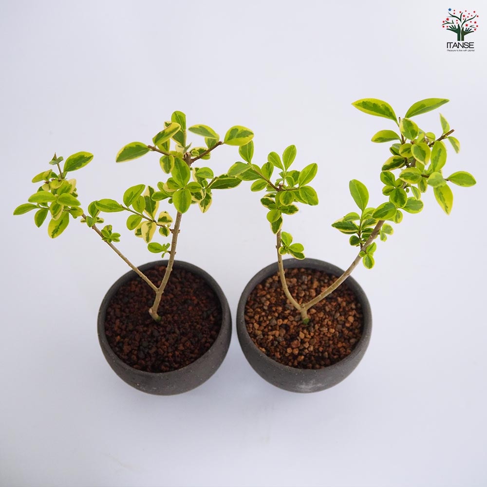 斑入イボタ お椀鉢 【盆栽 4号／1個売り】｜ 【植物のITANSE