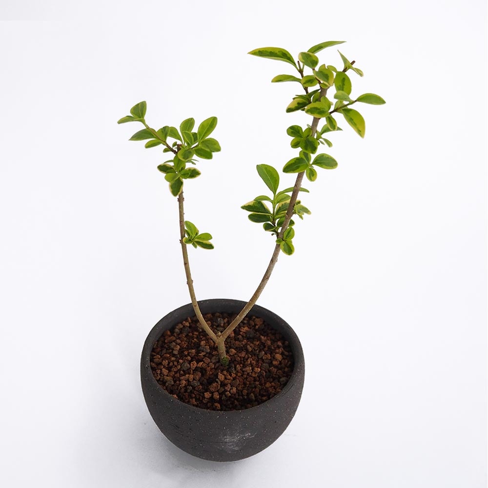 斑入イボタ お椀鉢 【盆栽 4号／1個売り】｜ 【植物のITANSE