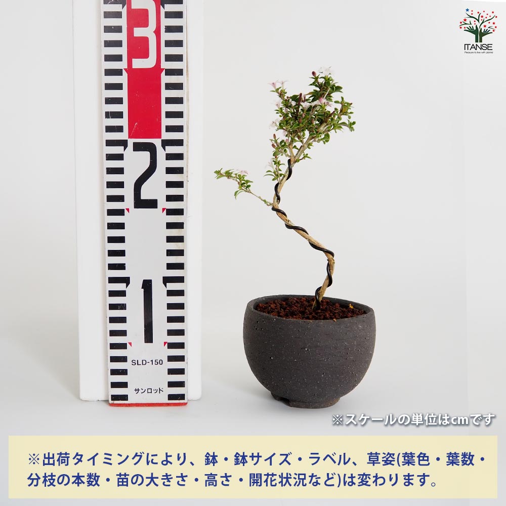 コウチョウギ お椀鉢 【盆栽 4号／1個売り】｜ 【植物の