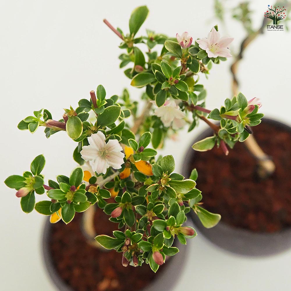 コウチョウギ お椀鉢 【盆栽 4号／1個売り】｜ 【植物の