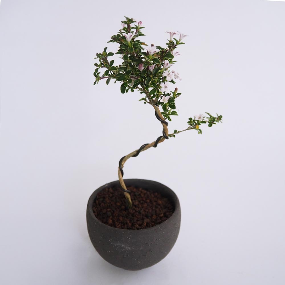 コウチョウギ お椀鉢 【盆栽 4号／1個売り】｜ 【植物のITANSE