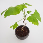 イチョウ お椀鉢 【盆栽 4号／1個売り】|植木・花木