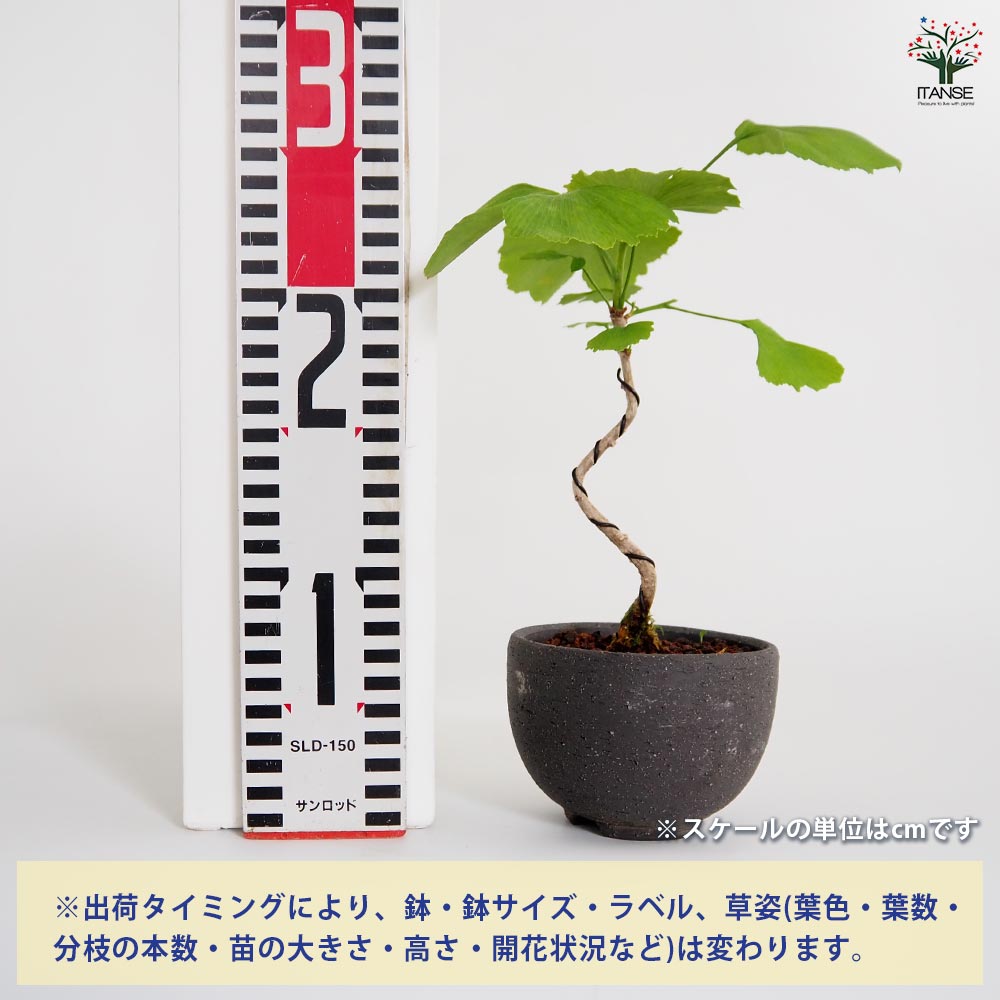イチョウ お椀鉢 【盆栽 4号／1個売り】｜ 【植物のITANSE】全品