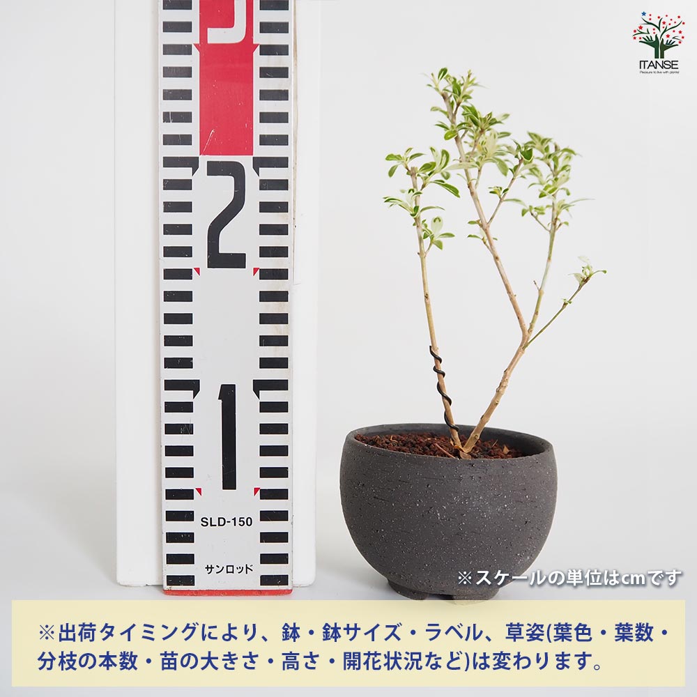 ハクチョウゲ お椀鉢 【盆栽 4号／1個売り】｜ 【植物のITANSE