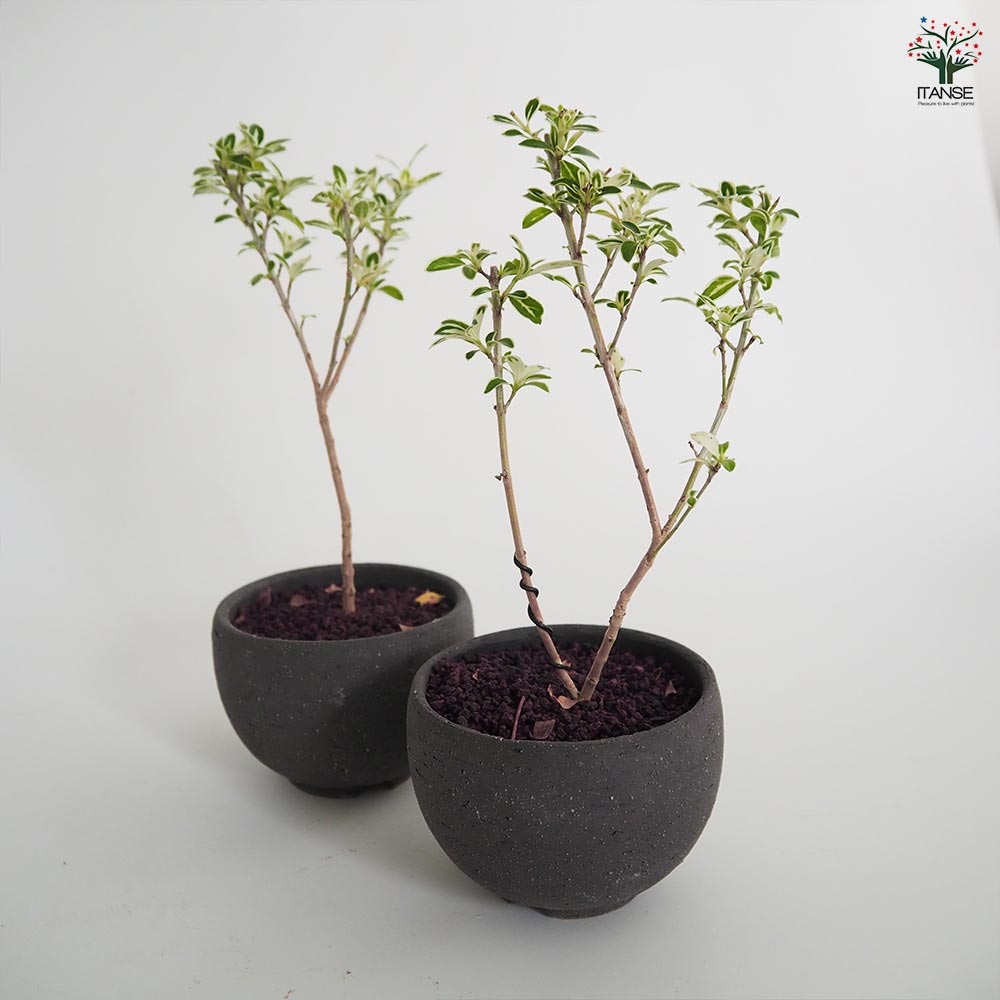 ハクチョウゲ お椀鉢 【盆栽 4号／1個売り】｜ 【植物のITANSE