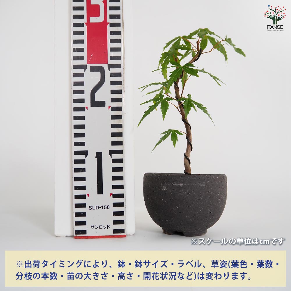 ヤマモミジ 盆栽 山もみじ A3436☆モミジ 葉物 ミニ盆栽☆「送料無料」浦部陽向園