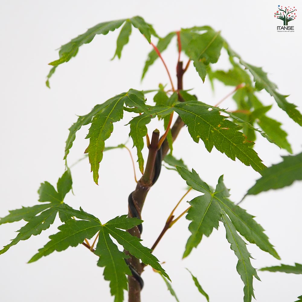 ヤマモミジ お椀鉢 【盆栽 4号／1個売り】｜ 【植物のITANSE