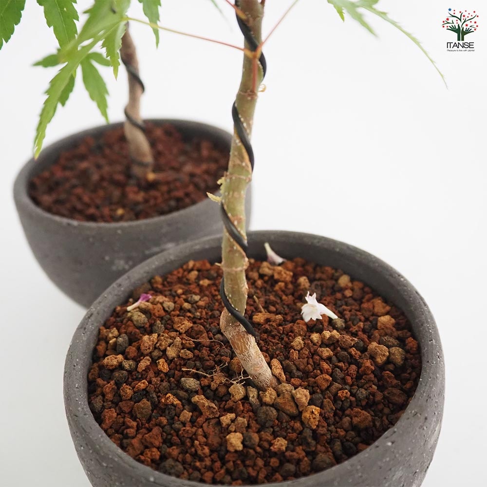 ヤマモミジ お椀鉢 【盆栽 4号／1個売り】｜ 【植物の