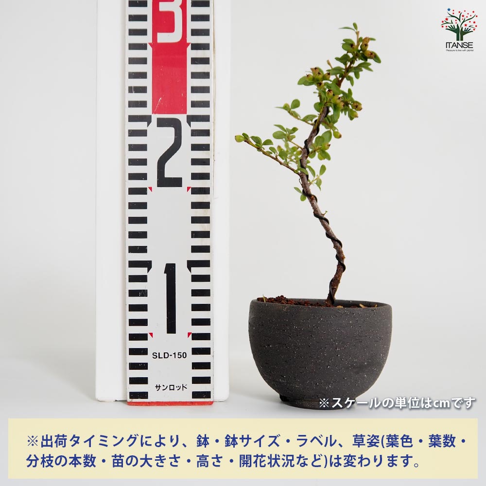 コケモモカマツカ お椀鉢 【盆栽 4号／1個売り】｜ 【植物の