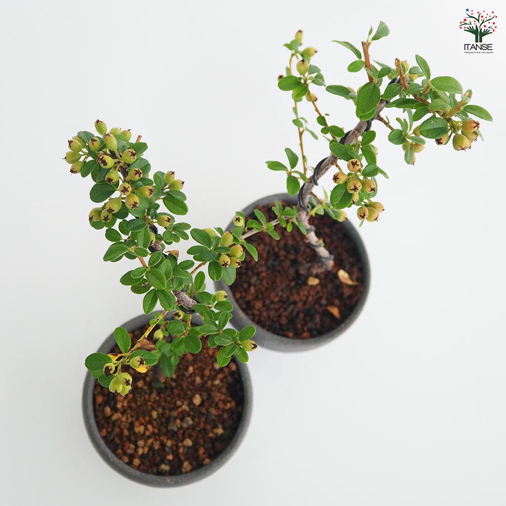 コケモモカマツカ お椀鉢 【盆栽 4号／1個売り】｜ 【植物の