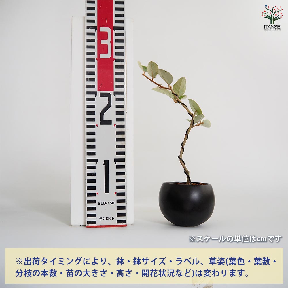 グミ盆栽❶ 格安盆栽素材/生産品紹介/一才ぐみ 貴風盆栽 販売/通販のFROM JAPAN