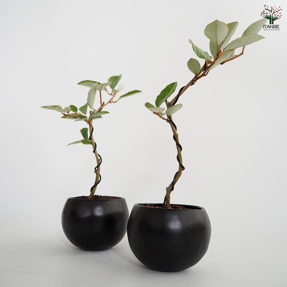 グミ盆栽❶ 格安盆栽素材/生産品紹介/一才ぐみ 貴風盆栽 販売/通販のFROM JAPAN