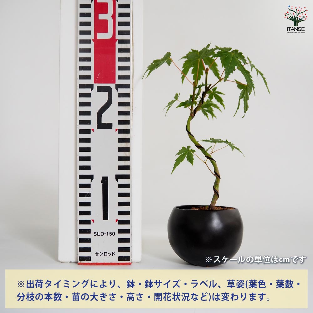 ヤマモミジ 球体鉢(受皿付) 【盆栽 3.5号／1個売り】｜ 【植物の