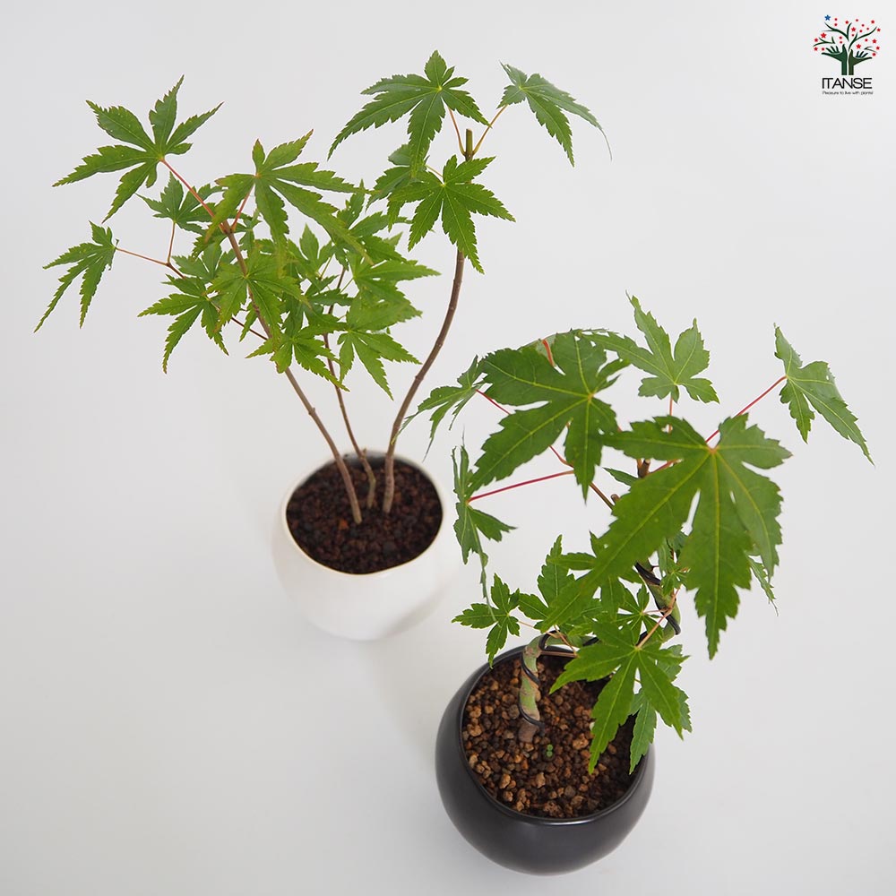 ヤマモミジ 球体鉢(受皿付) 【盆栽 3.5号／1個売り】｜ 【植物の