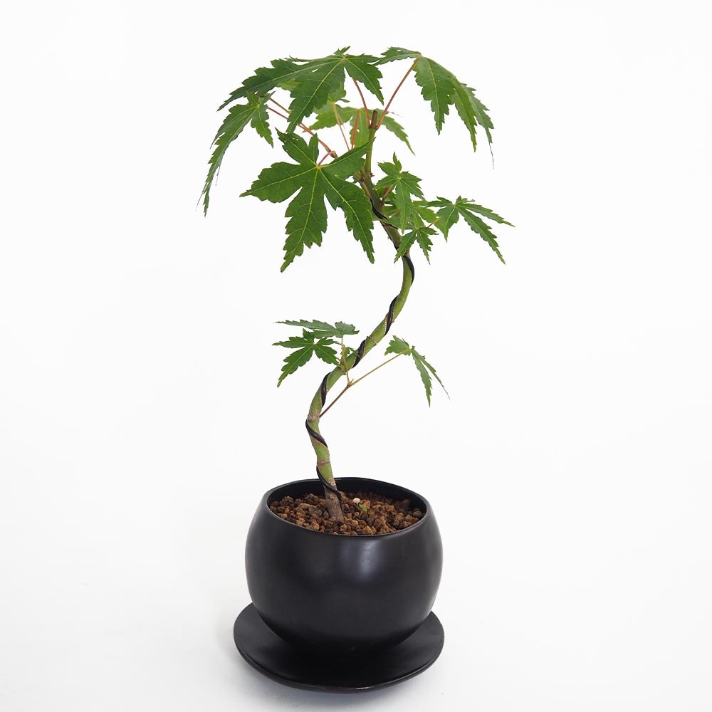 ヤマモミジ 球体鉢(受皿付) 【盆栽 3.5号／1個売り】｜ 【植物の