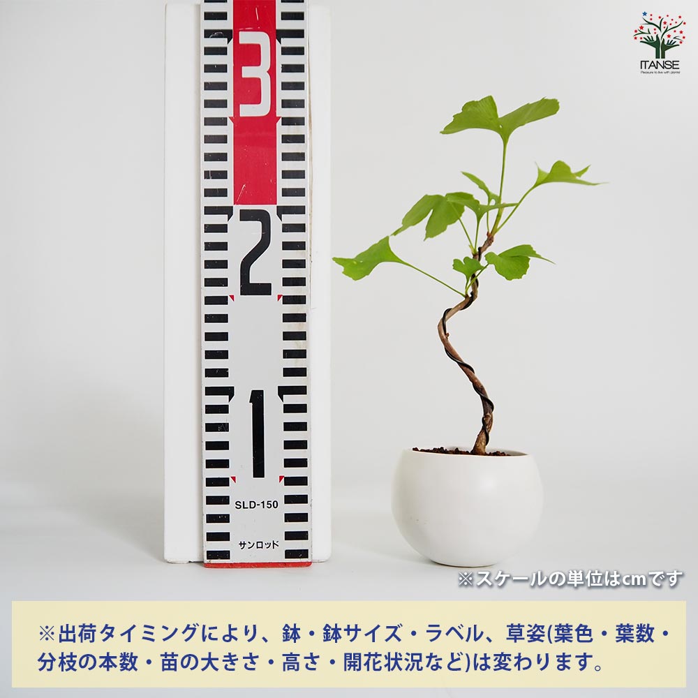 盆栽鉢 壹興造記 早い者勝ち 盆栽鉢 壹興造記 早い者勝ち