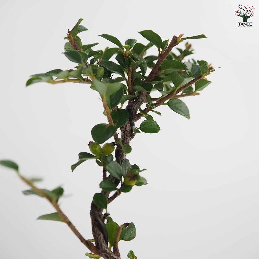 紅シタン 球体鉢(受皿付) 【盆栽 3.5号／1個売り】｜ 【植物の