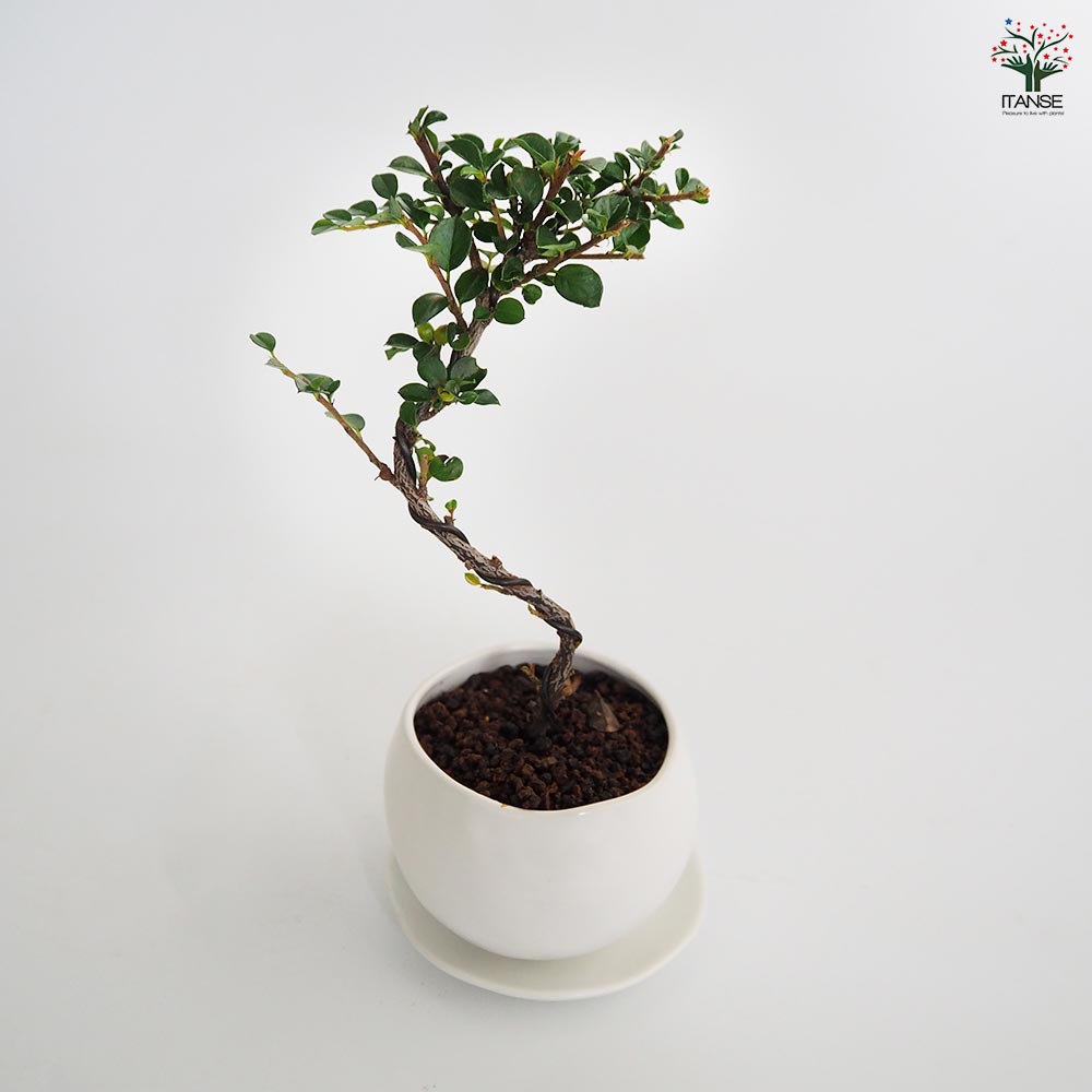 盆栽 紅シタン 球体鉢(受皿付) 【盆栽 3.5号／1個売り】｜ 【植物の