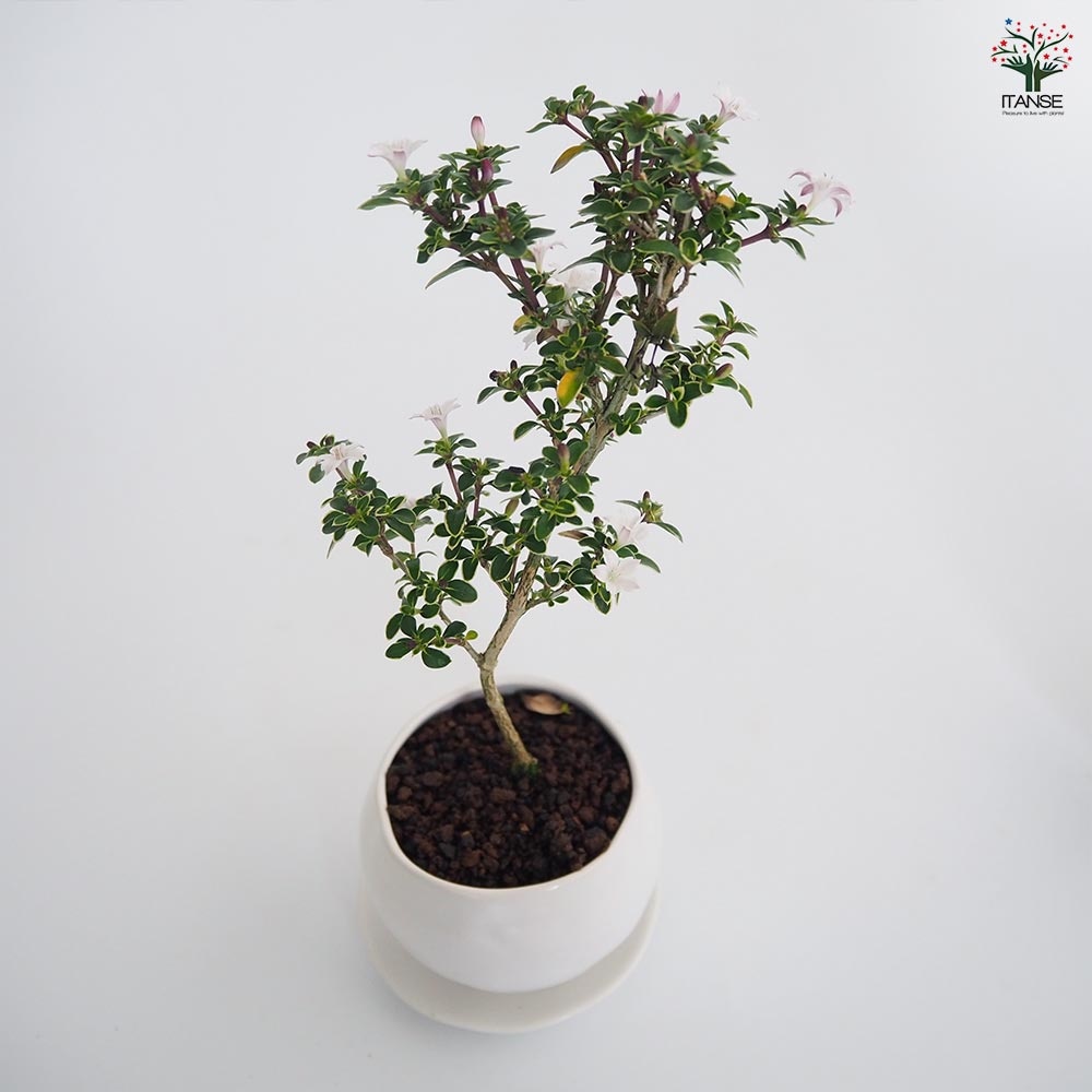 コウチョウギ 球体鉢(受皿付) 【盆栽 3.5号／1個売り】｜ 【植物の