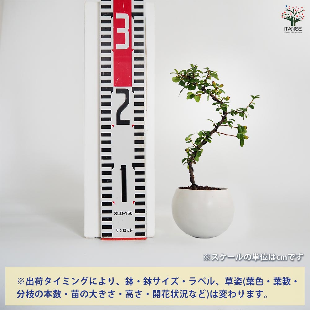 コケモモカマツカ 球体鉢(受皿付) 【盆栽 3.5号／1個売り】｜ 【植物の