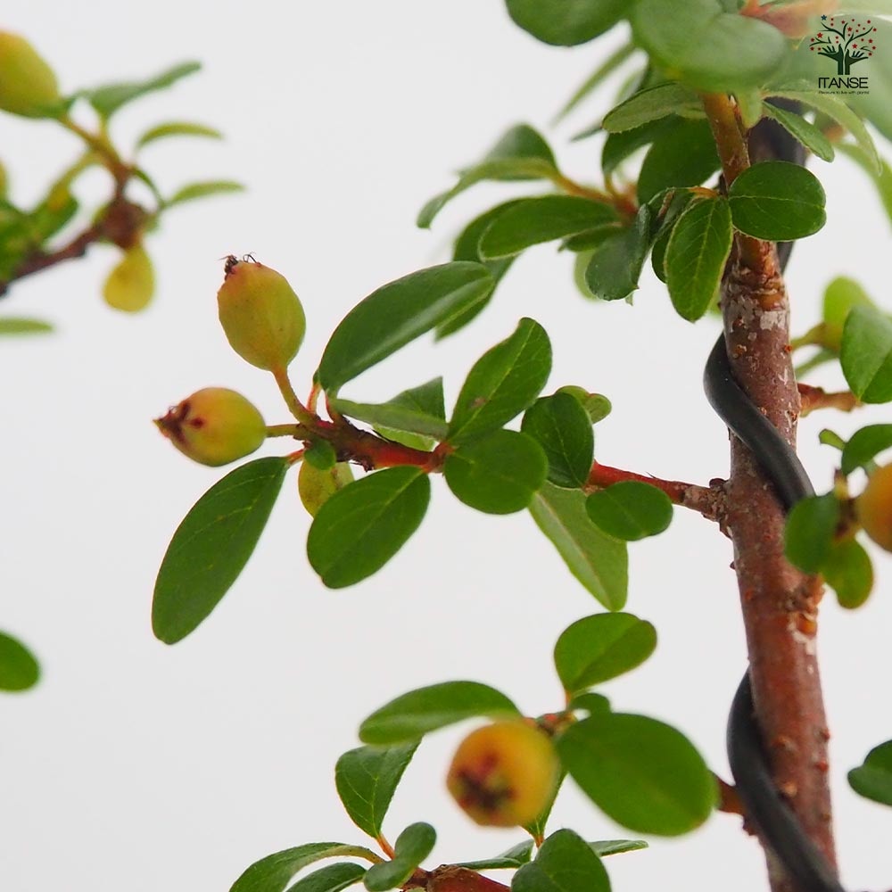 コケモモカマツカ 球体鉢(受皿付) 【盆栽 3.5号／1個売り】｜ 【植物の