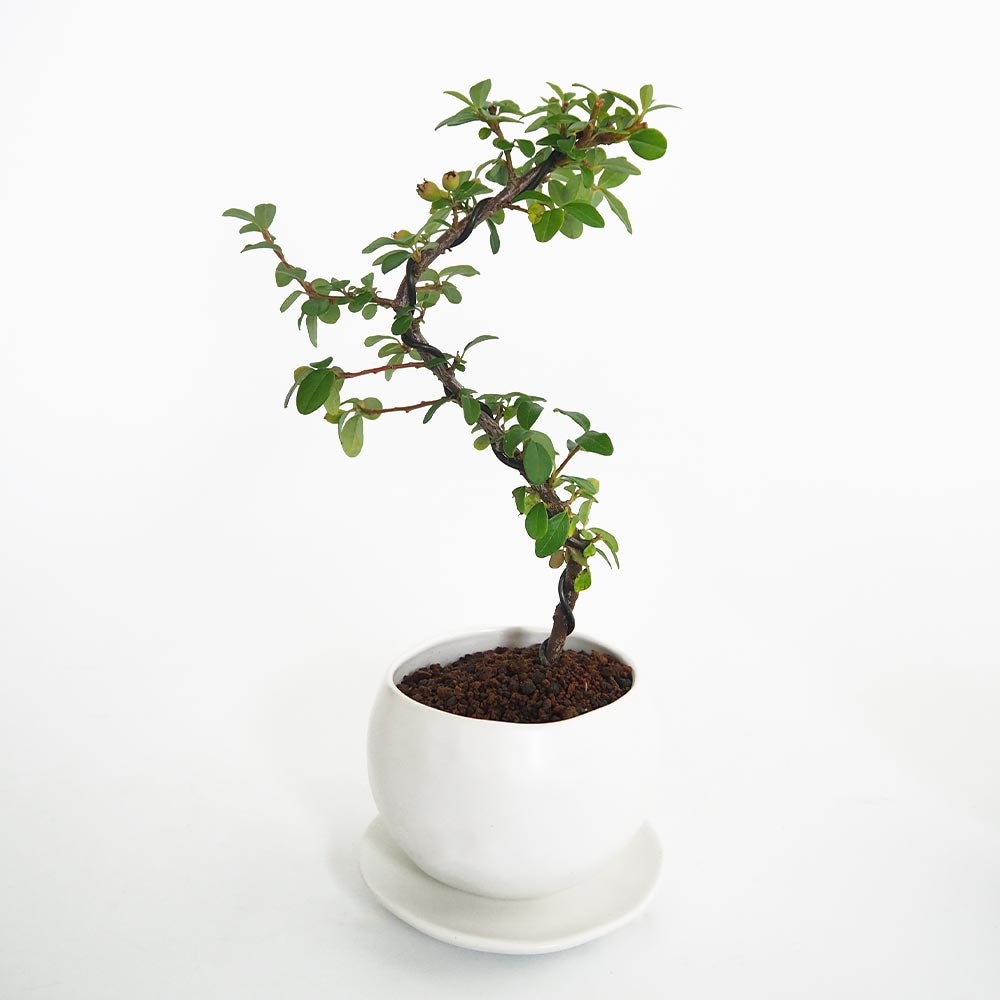 ムベ盆栽です。実付き（傷あり)引き取り限定 コケモモカマツカ 球体鉢(受皿付) 【盆栽 3.5号／1個売り】｜ 【植物の