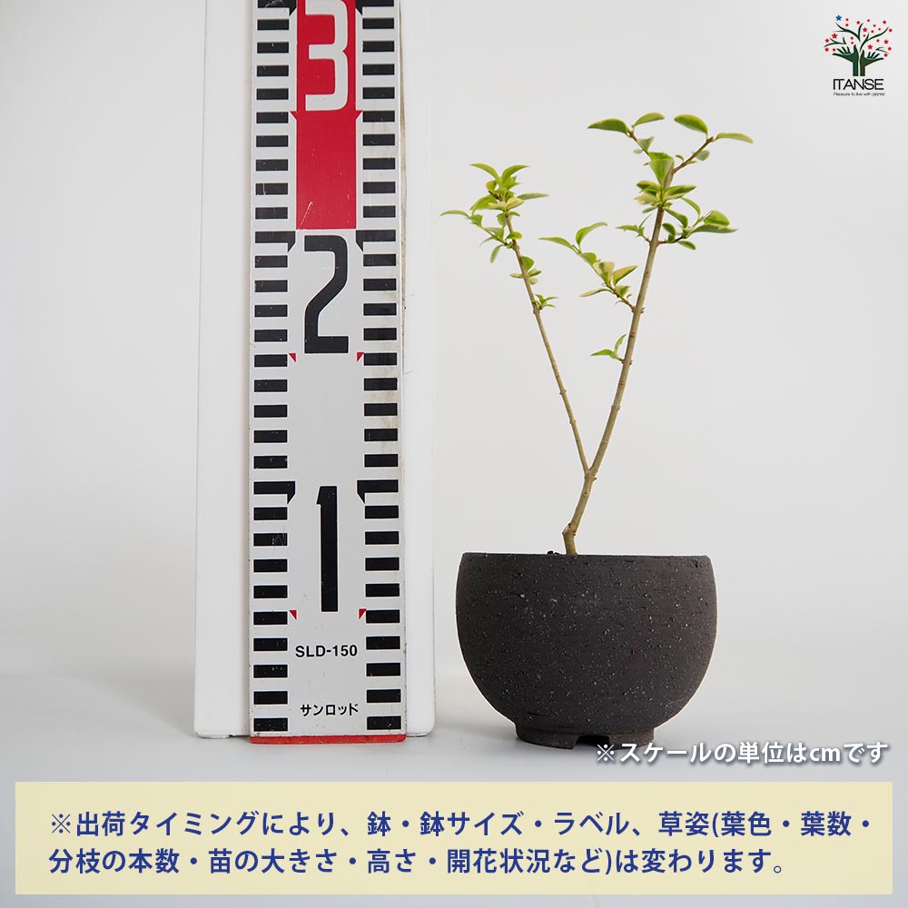 斑入イボタ 球体鉢(受皿付) 【盆栽 3.5号／1個売り】｜ 【植物の
