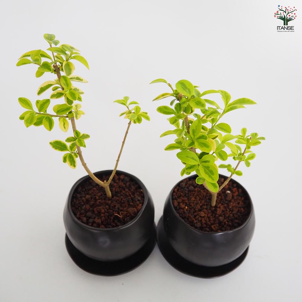 斑入イボタ 球体鉢(受皿付) 【盆栽 3.5号／1個売り】｜ 【植物の