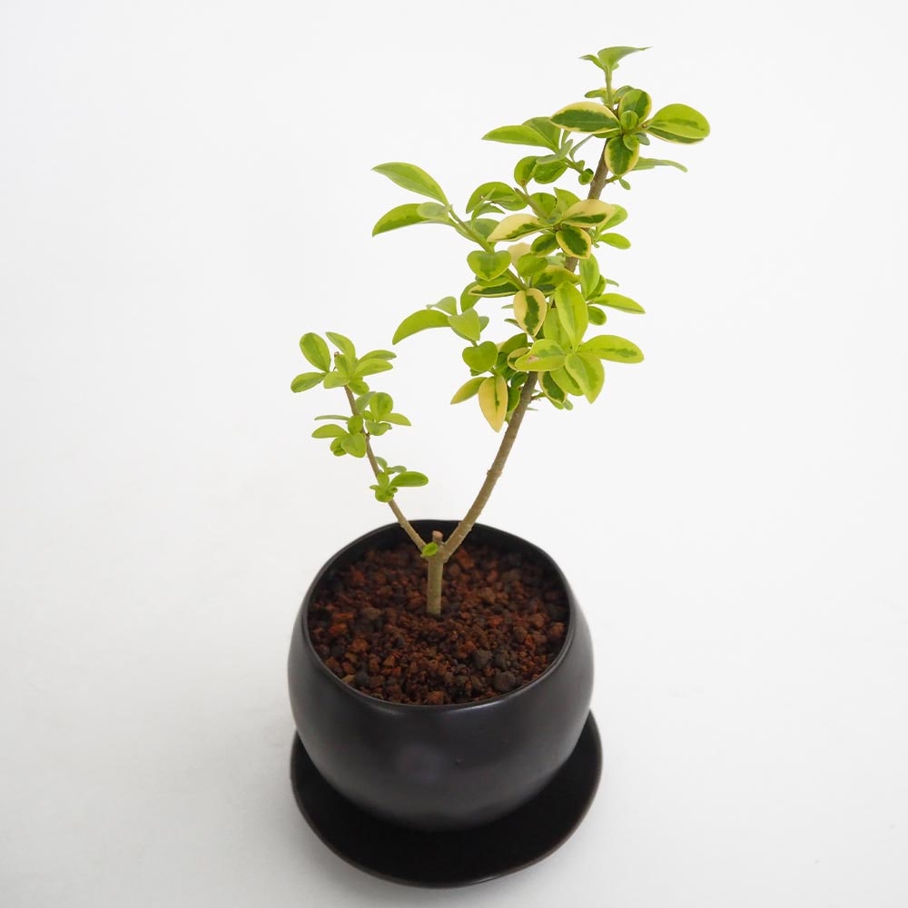 斑入イボタ 球体鉢(受皿付) 【盆栽 3.5号／1個売り】｜ 【植物の