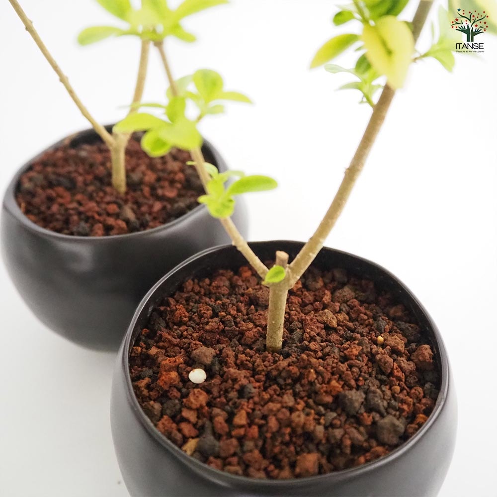 斑入イボタ 球体鉢(受皿付) 【盆栽 3.5号／1個売り】｜ 【植物の