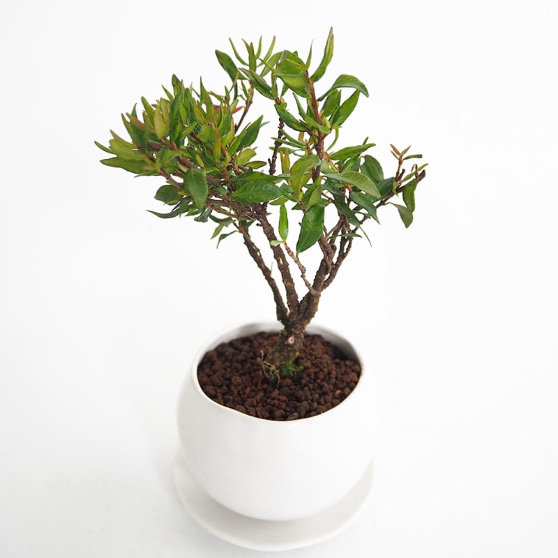 栽培セット The BONSAI 赤松【盆栽／1個売り】｜ 【植物のITANSE