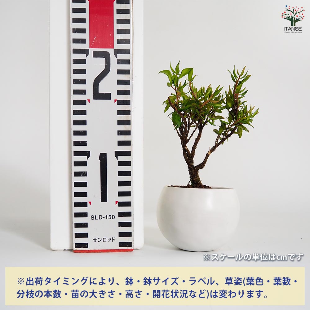 チリメンカズラ 球体鉢(受皿付) 【盆栽 3.5号／1個売り】｜ 【植物の