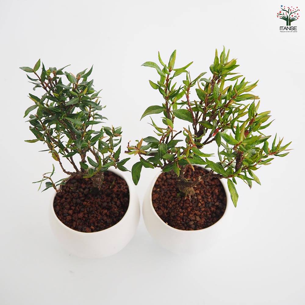 チリメンカズラ 球体鉢(受皿付) 【盆栽 3.5号／1個売り】｜ 【植物の