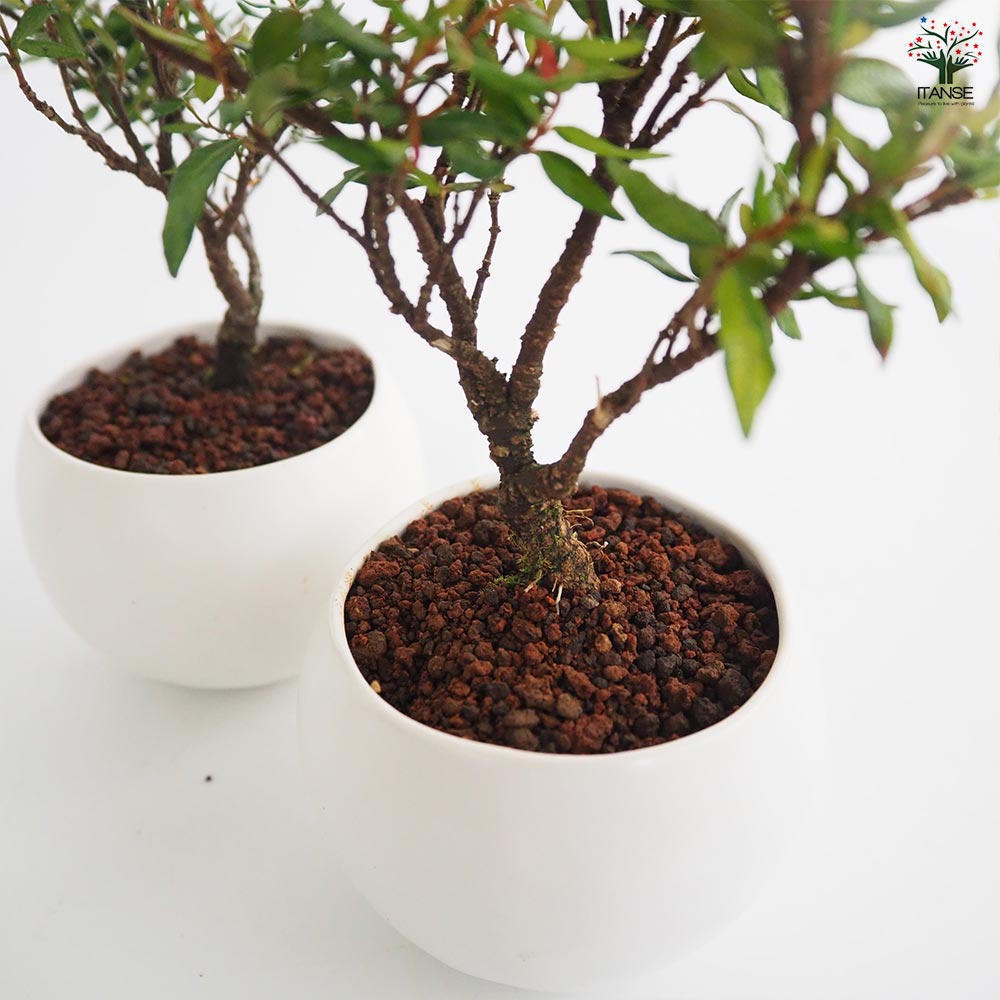 チリメンカズラ 球体鉢(受皿付) 【盆栽 3.5号／1個売り】｜ 【植物の