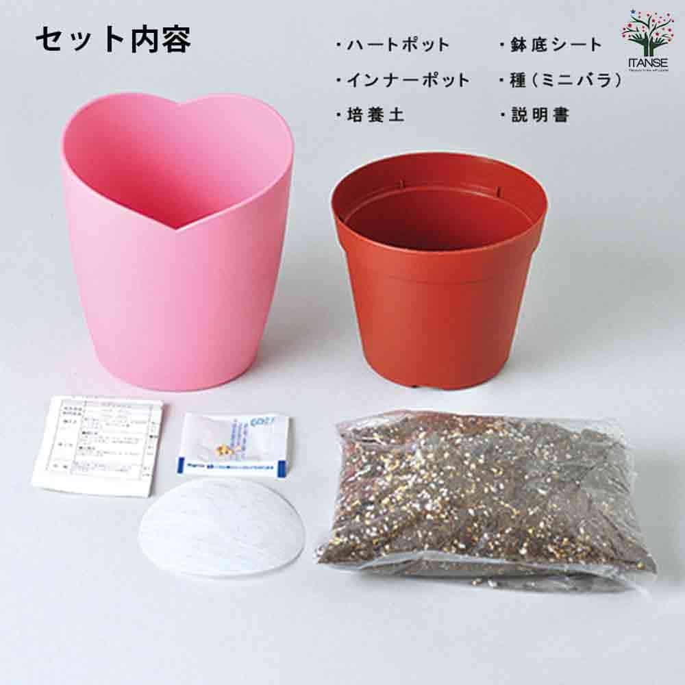 栽培セット ひとえの可憐な花咲くミニバラ 【1個売り】｜ 【植物の