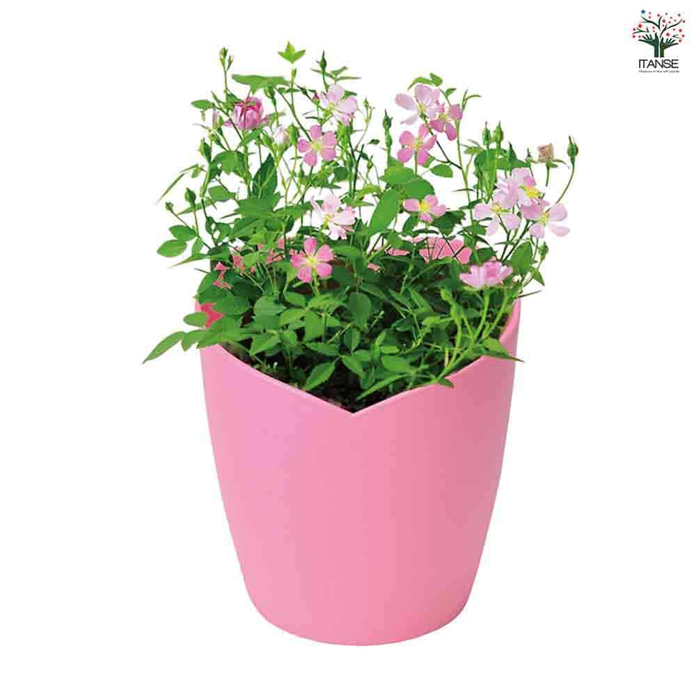 栽培セット ひとえの可憐な花咲くミニバラ 【1個売り】｜ 【植物の