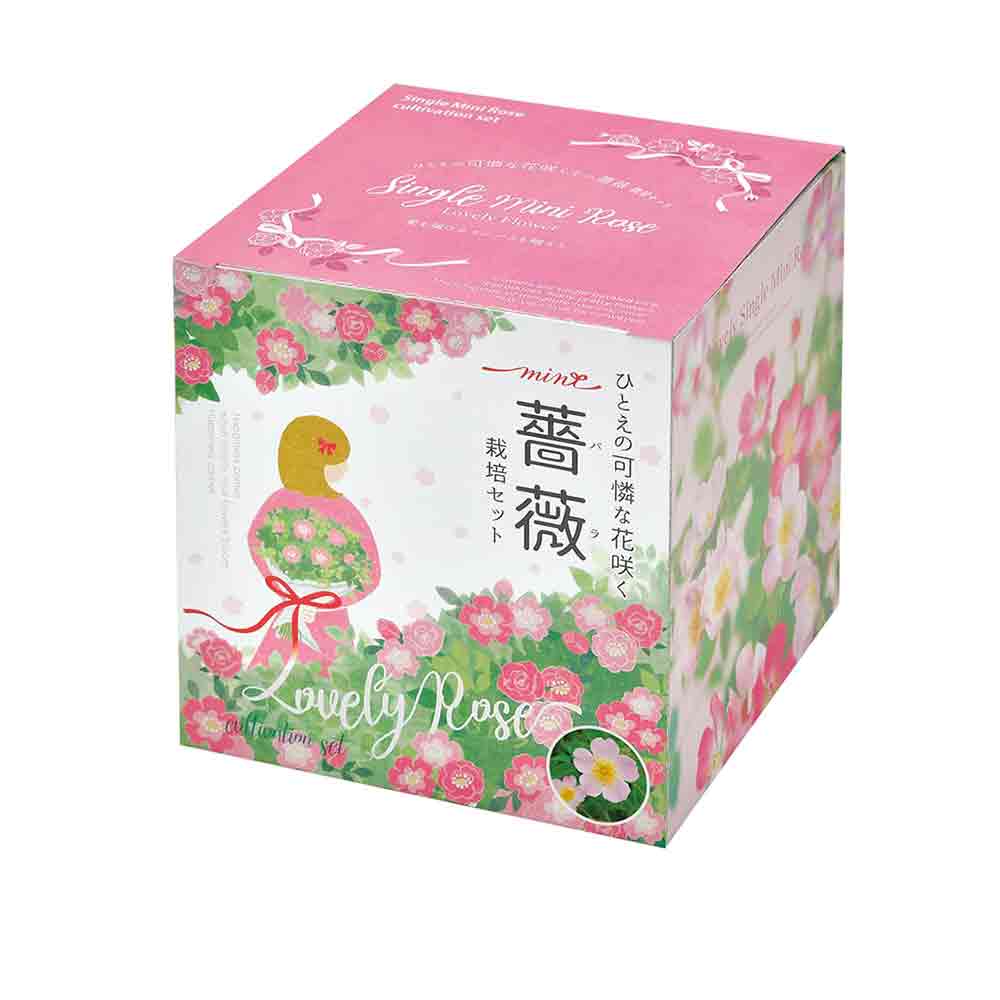 栽培セット ひとえの可憐な花咲くミニバラ 【1個売り】｜ 【植物の