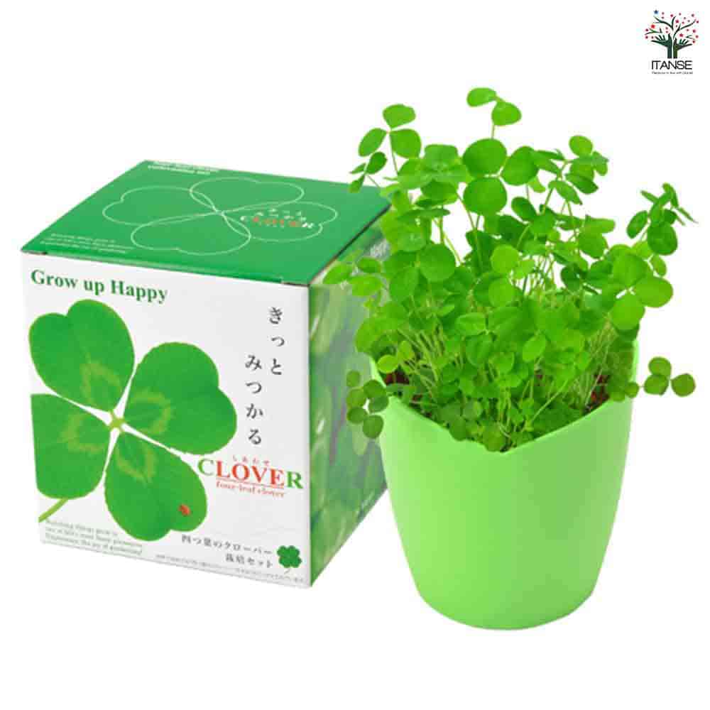 栽培セット きっとみつかる四つ葉のクローバー 【1個売り】｜ 【植物の