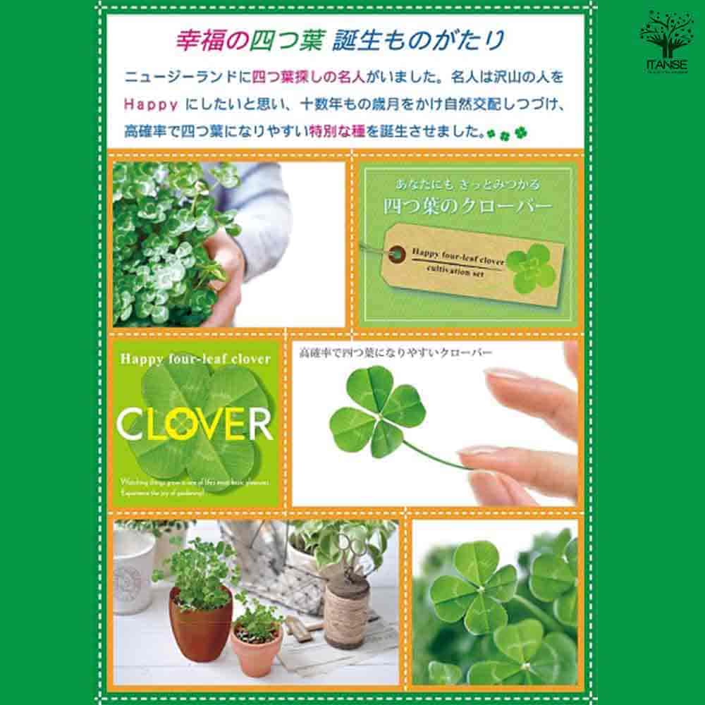 栽培セット きっとみつかる四つ葉のクローバー 【1個売り】｜ 【植物の